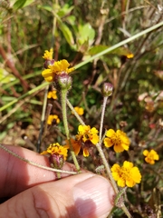 Tridax trilobata