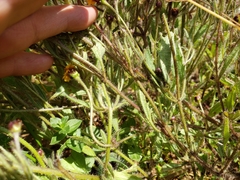 Tridax trilobata