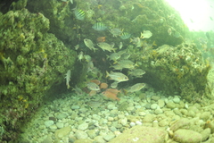 Neoniphon suborbitalis