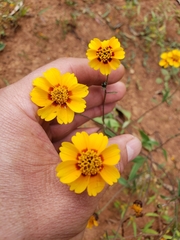 Tridax trilobata