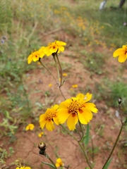 Tridax trilobata