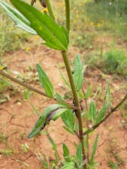 Tridax trilobata