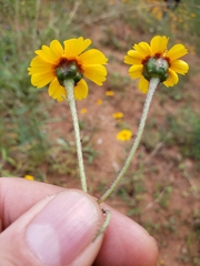 Tridax trilobata