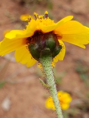 Tridax trilobata