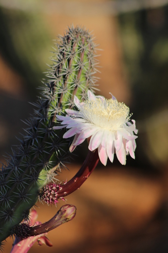 Galloping Cactus