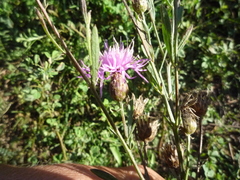Centaurea stoebe australis