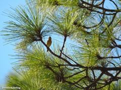 Phylloscopus canariensis canariensis