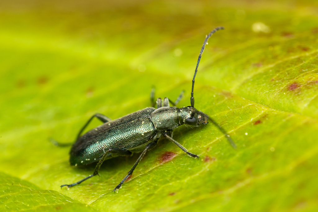 Grammoptera molybdica