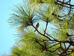 Phylloscopus canariensis canariensis