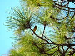 Phylloscopus canariensis canariensis