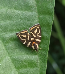 Hemerophila albertiana