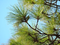 Phylloscopus canariensis canariensis
