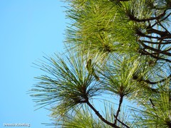 Phylloscopus canariensis canariensis