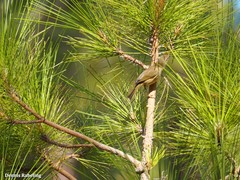 Phylloscopus canariensis canariensis