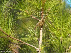 Phylloscopus canariensis canariensis