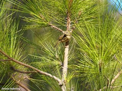 Phylloscopus canariensis canariensis