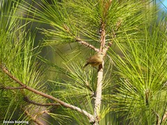 Phylloscopus canariensis canariensis