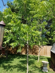 Carya illinoinensis