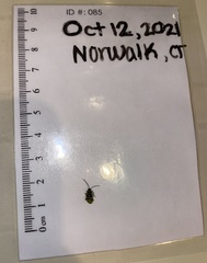 Diabrotica undecimpunctata