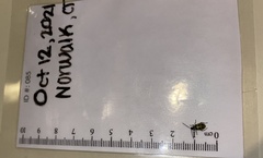 Diabrotica undecimpunctata