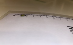 Diabrotica undecimpunctata