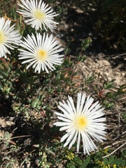 Lampranthus algoensis