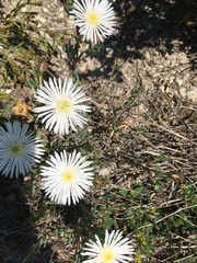 Lampranthus algoensis