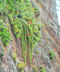 Cleistocactus samaipatanus