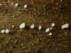 Seticyphella niveola