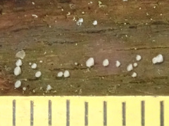 Seticyphella niveola