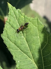 Pseudomyrmex gracilis