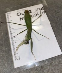 Tenodera angustipennis