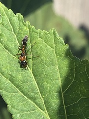 Pseudomyrmex gracilis