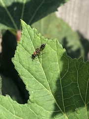 Pseudomyrmex gracilis