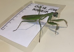 Tenodera angustipennis