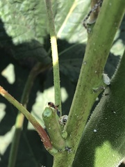 Pseudomyrmex gracilis