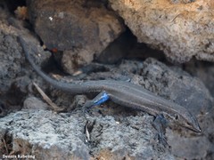 Gallotia caesaris