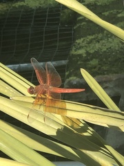 Libellula saturata