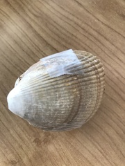 Laevicardium oblongum