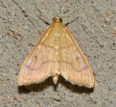 Helvibotys helvialis