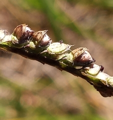 Claviceps paspali