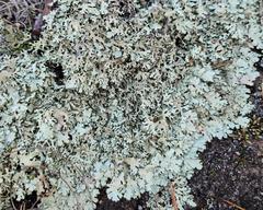 Xanthoparmelia viriduloumbrina