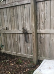 Sciurus carolinensis