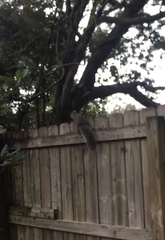 Sciurus carolinensis