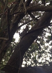 Sciurus carolinensis