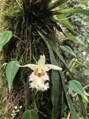 Chondroscaphe embreei