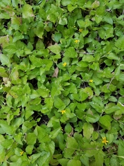Calyptocarpus vialis