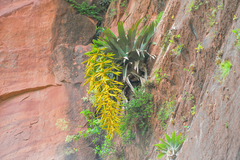 Tillandsia samaipatensis