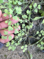 Corydalis micrantha