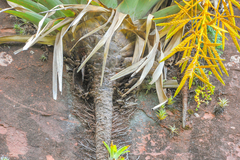 Tillandsia samaipatensis